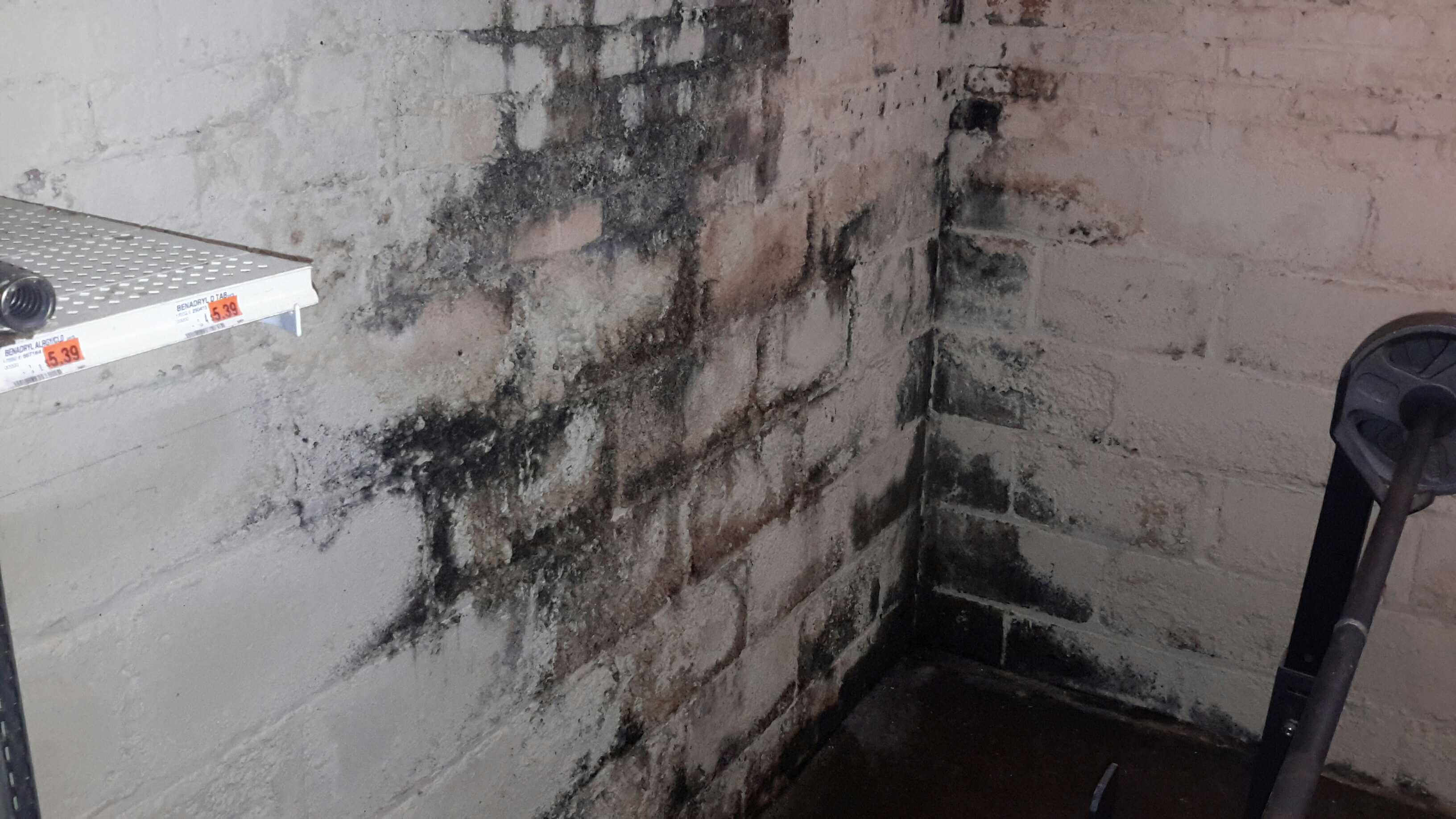 What is the Difference Between Black Mold and Mildew? Are They The Same? -  Indiana Mold Remediation